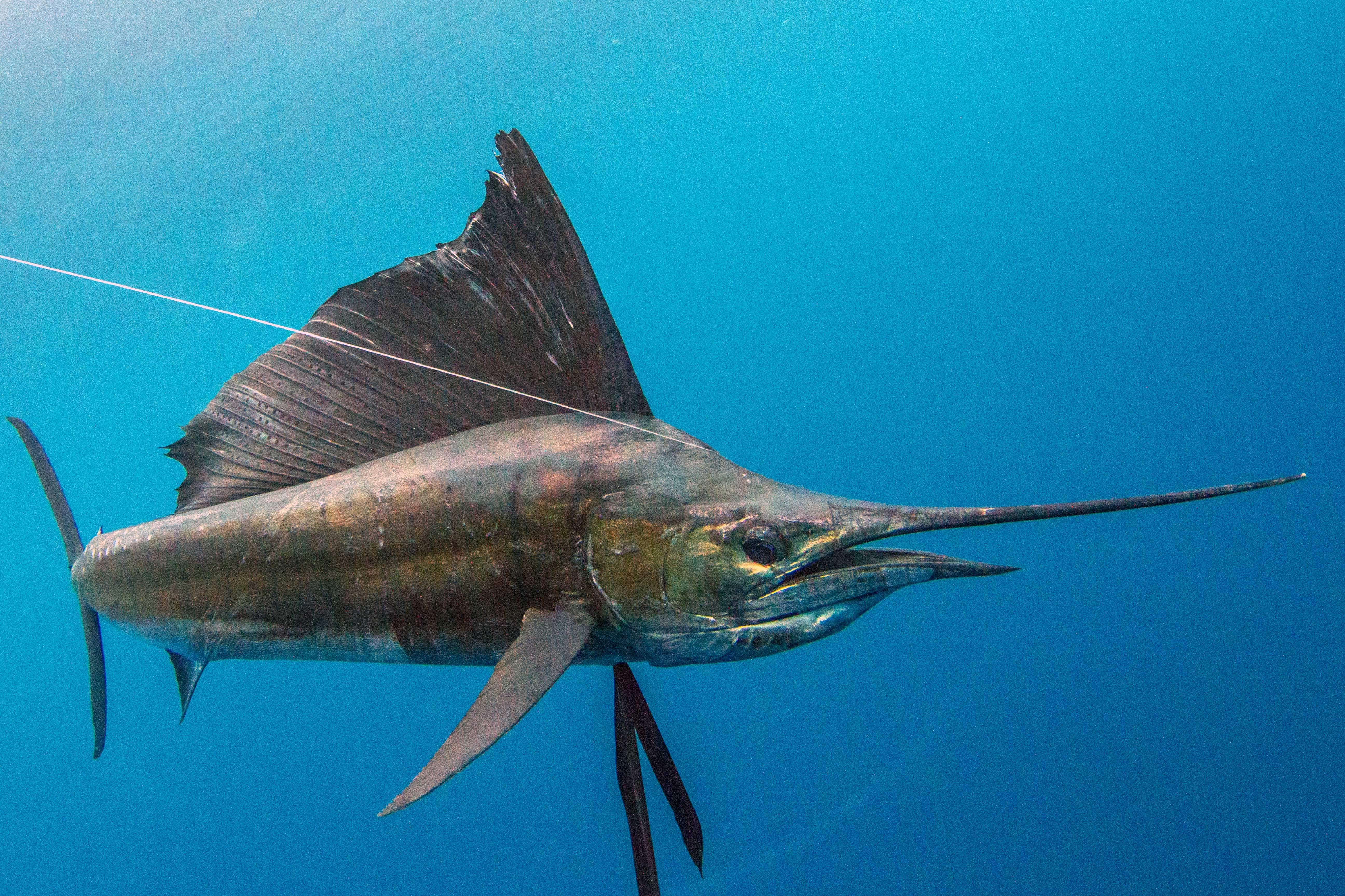 Species Profile Sailfish PELAGIC Fishing Gear